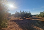 Non-developable land for sale in Linares ref: TR353855 photo