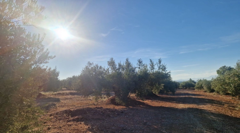 Jaén - Линарес - 440000m2