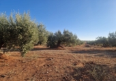 Non-developable land for sale in Linares ref: TR353855 photo