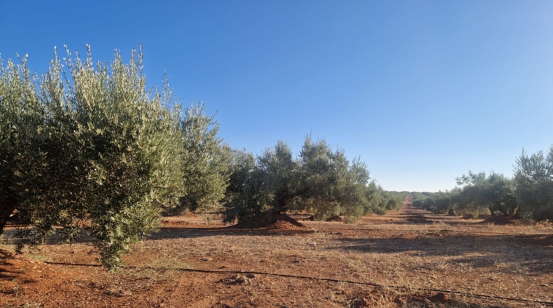 Jaén - Линарес - 440000m2