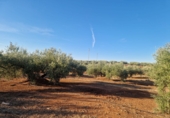 Non-developable land for sale in Linares ref: TR353855 photo