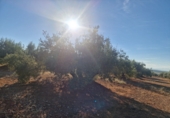Non-developable land for sale in Linares ref: TR353855 photo