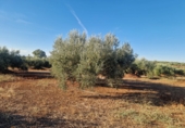 Non-developable land for sale in Linares ref: TR353855 photo