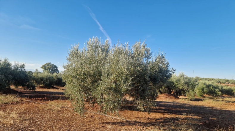 Jaén - Линарес - 440000m2