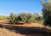 Non-developable land for sale in Linares ref: TR353855 photo