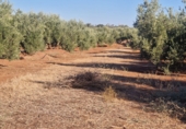 Non-developable land for sale in Linares ref: TR353855 photo