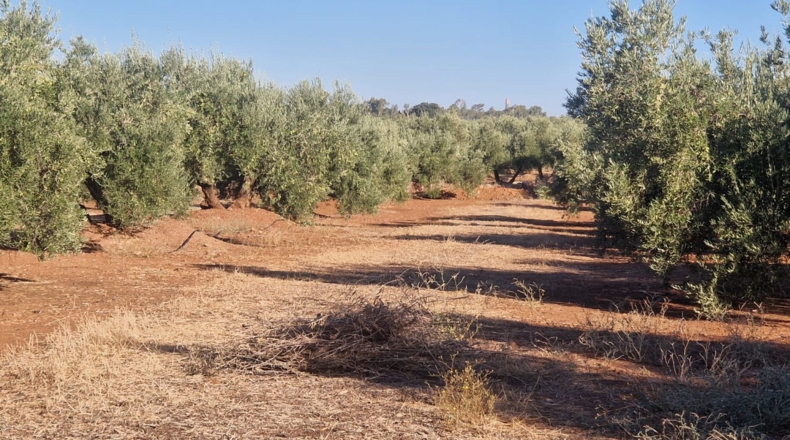 Jaén - Линарес - 440000m2