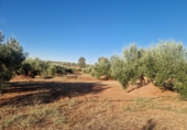 Non-developable land for sale in Linares ref: TR353855 photo