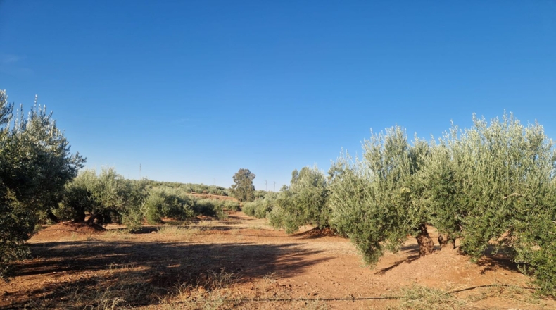 Jaén - Линарес - 440000m2
