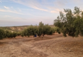 Terreno no urbanizable en venta en Jaén ref: TR353695 foto