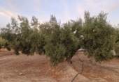 Terreno no urbanizable en venta en Jaén ref: TR353695 foto