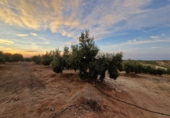 Terreno no urbanizable en venta en Jaén ref: TR353695 foto