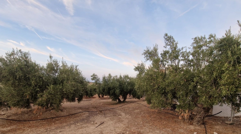 Jaén - Jaén - 210000m2