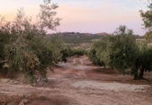 Terreno no urbanizable en venta en Jaén ref: TR353695 foto