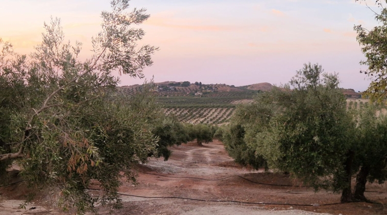 Jaén - Jaén - 210000m2