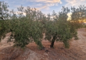 Terreno no urbanizable en venta en Jaén ref: TR353695 foto