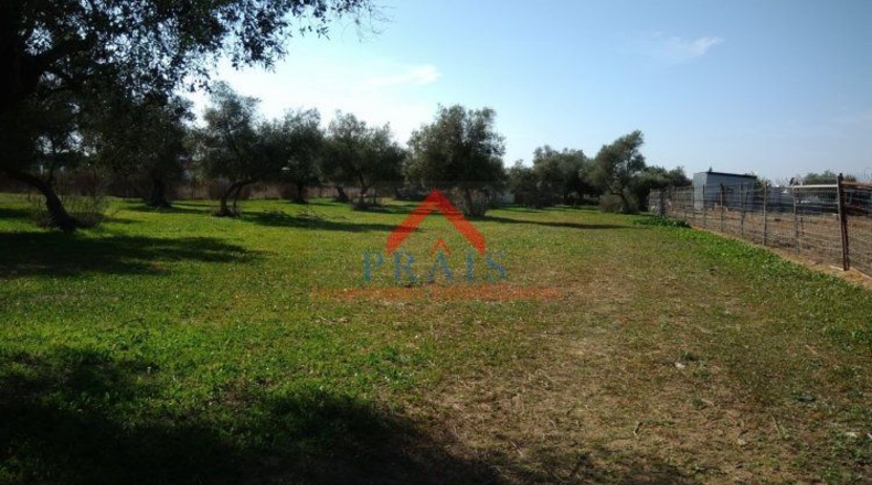 Sevilla - Utrera - 10000m2