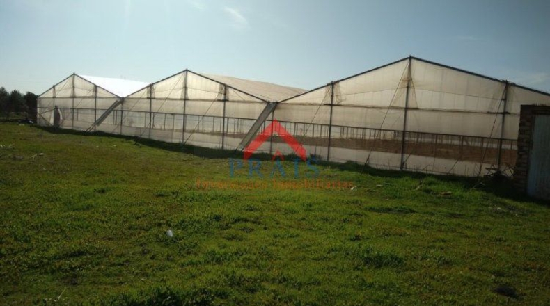 Sevilla - Utrera - 10000m2