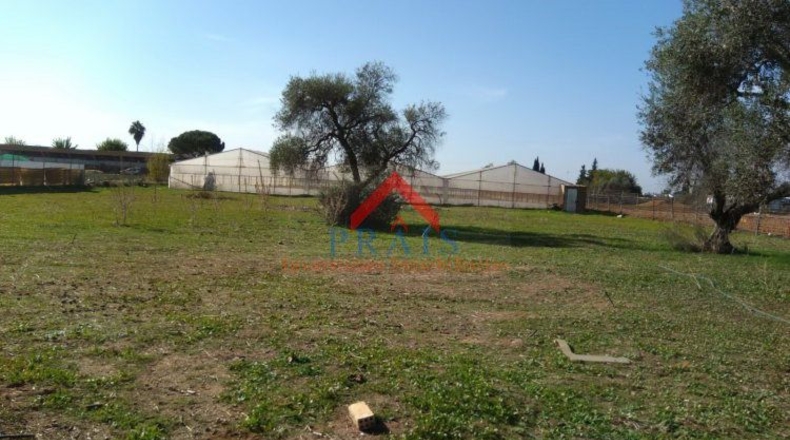 Sevilla - Utrera - 10000m2