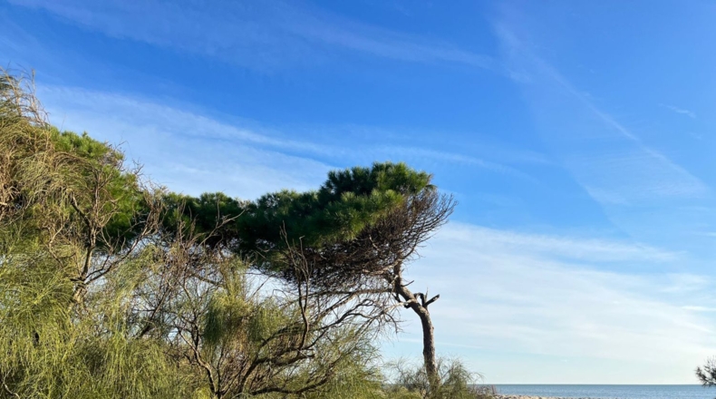 Huelva - Lepe - 451m2