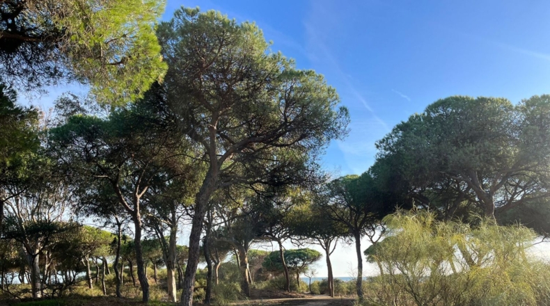Huelva - Lepe - 451m2