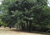 Rural estate for sale in Oza ref: TR12788 photo