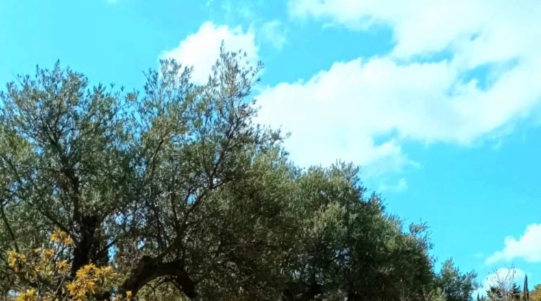 Málaga - Coín - 22349m2