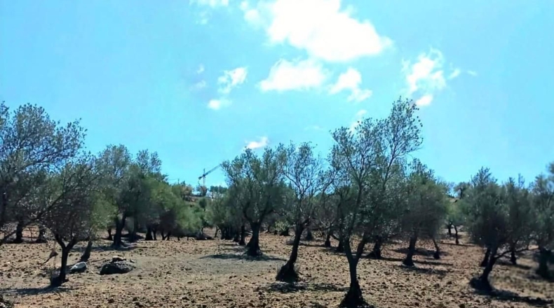 Málaga - Coín - 22349m2