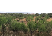 Rural estate for sale in es Pont d'Inca ref: TR29849 photo