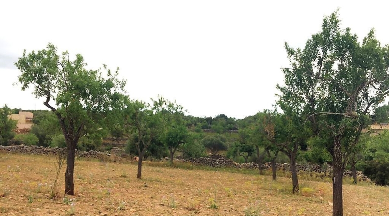 Islas Baleares - Pòrtol Nou - 14300m2