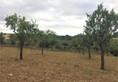 Rural estate for sale in es Pont d'Inca ref: TR29849 photo
