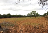 Rural estate for sale in es Pont d'Inca ref: TR29849 photo
