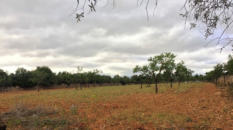 Islas Baleares - Pòrtol Nou - 14300m2