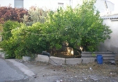 Casa de pueblo en venta en la España, Lorca, ref: TR93317 foto