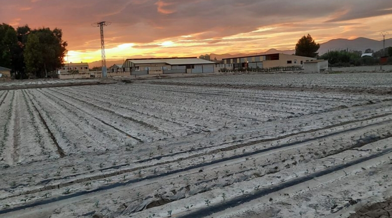 Murcia - Altobordo - 5100m2