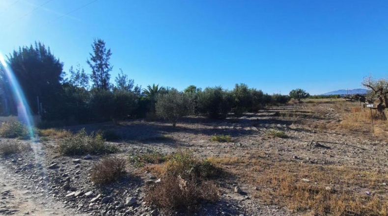 Múrcia - Plantones de Mata - 5000m2