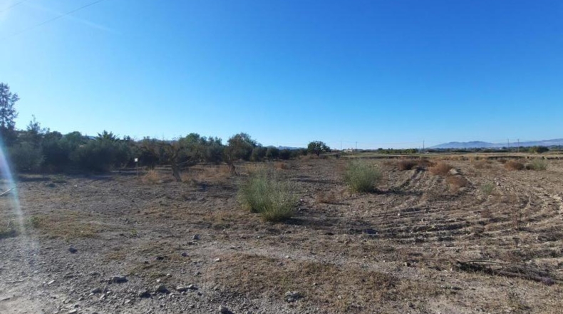 Múrcia - Plantones de Mata - 5000m2