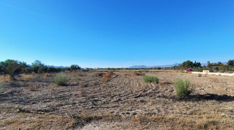 Múrcia - Plantones de Mata - 5000m2