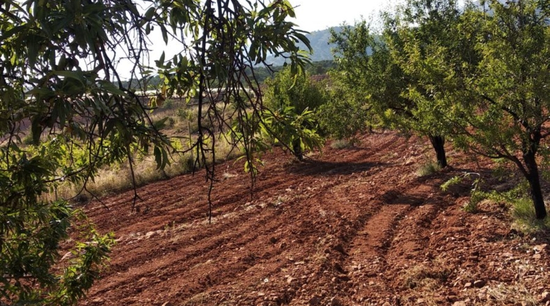 Murcia - Totana - 4950m2