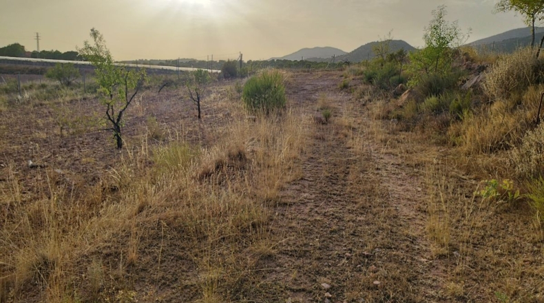 Murcia - Totana - 4950m2
