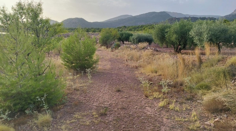 Murcia - Totana - 4950m2