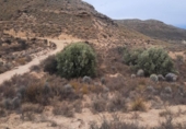Rural estate for sale on España, Lorca, ref: TR104795 photo