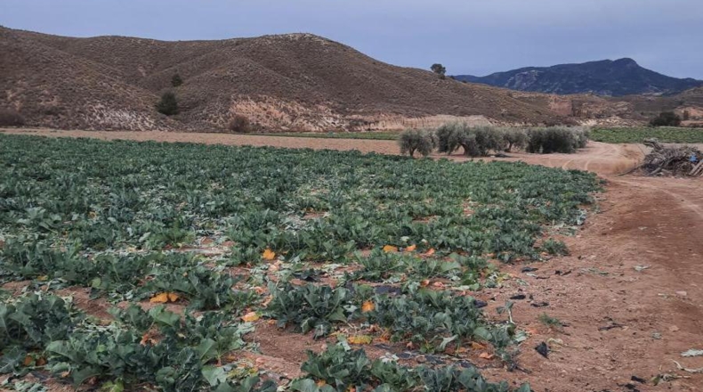 Murcia - Los Cautivos - 600000m2