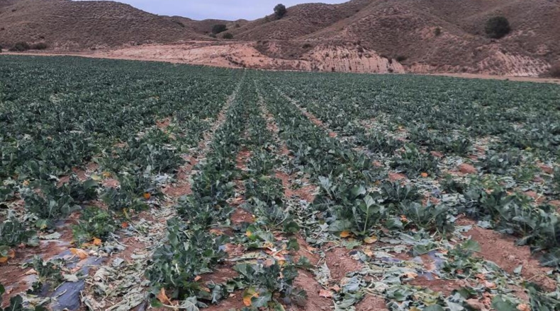 Murcia - Los Cautivos - 600000m2