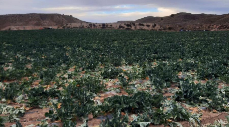 Murcia - Los Cautivos - 600000m2