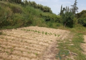 Земельный участок на продажу в городе Lorca. Фото