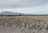 Non-developable land for sale on España, Lorca, ref: TR308128 photo