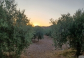 Finca rústica en venta en Lorca ref: TR367288 foto