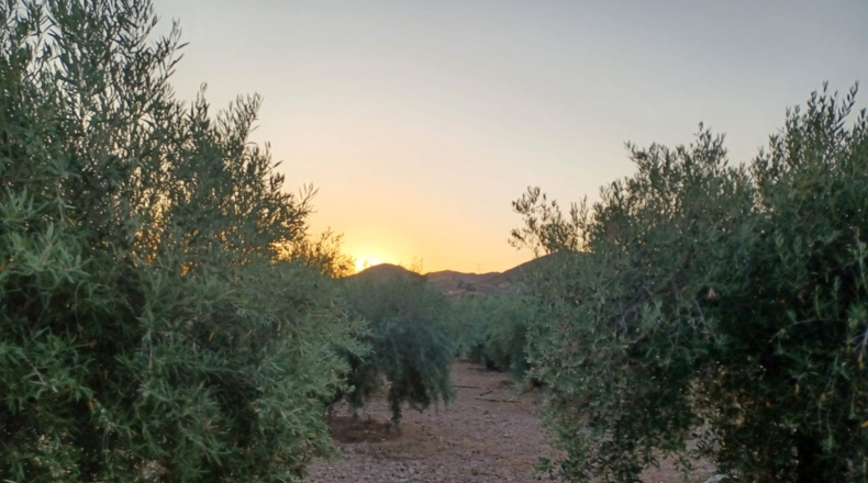 Múrcia - Lorca - 7000m2
