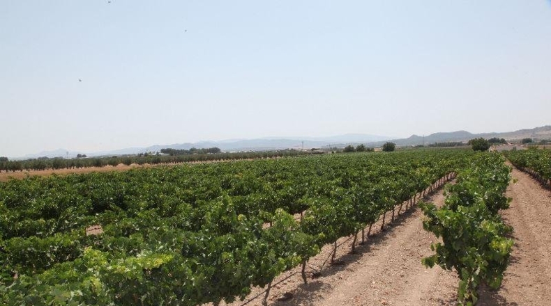 Albacete - Caudete - 11700m2